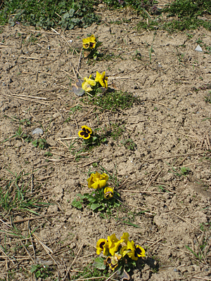 pansy mulched